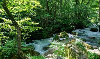 Güneşli bir günde Oirase Deresi, yazın güzel doğa sahnesi. Akan nehir, yeşil yapraklar, Towada Hachimantai Milli Parkı, Aomori, Japonya'da yosunlu kayalar. Ünlü ve popüler yerler