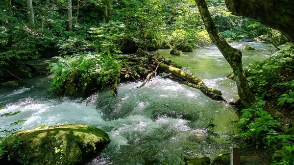 Oirase Corriente en día soleado, hermosa escena de la naturaleza en verano. Río fluyendo, hojas verdes, rocas musgosas en el Parque Nacional Towada Hachimantai, Aomori, Japón. Destinos famosos y populares — Foto de Stock