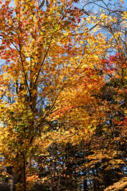 Güzel Sonbahar manzara arka plan. Güneşli bir günde renkli sonbahar yaprakları