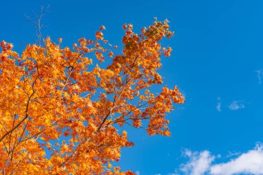 Güzel Sonbahar manzara arka plan. Güneşli bir günde renkli sonbahar yaprakları