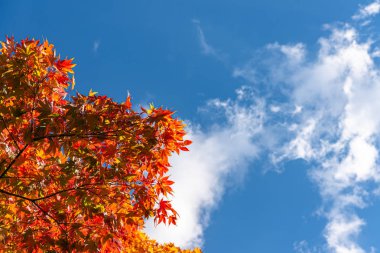 Güzel Sonbahar manzara arka plan. Güneşli bir günde renkli sonbahar yaprakları