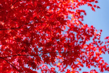 Güzel Sonbahar manzara arka plan. Güneşli bir günde renkli sonbahar yaprakları