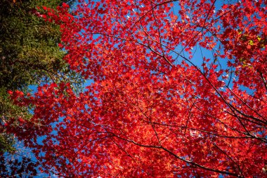 Güzel Sonbahar manzara arka plan. Güneşli bir günde renkli sonbahar yaprakları
