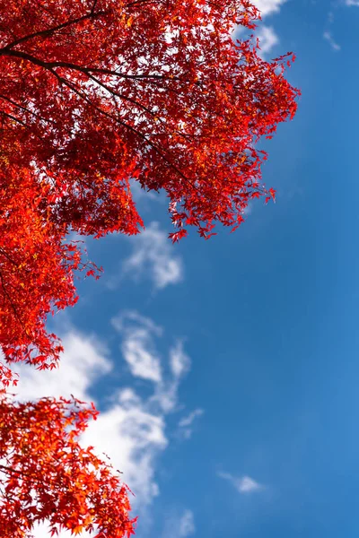 Schöne Herbstlandschaft Hintergrund. Buntes Herbstlaub an sonnigem Tag — Stockfoto