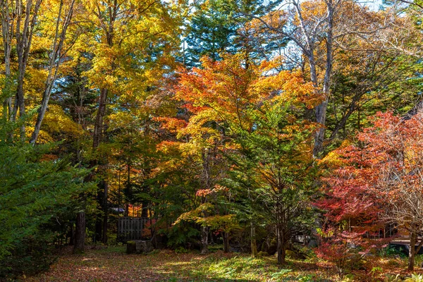 Hermoso paisaje de otoño de fondo. Colorido follaje de otoño en día soleado —  Fotos de Stock