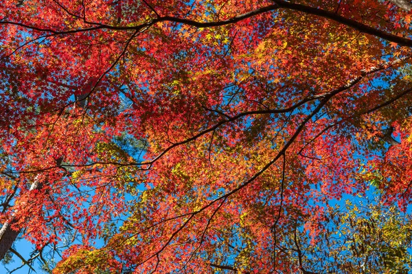 美丽的秋天风景背景。阳光明媚的五颜六色的秋天叶子 — 图库照片