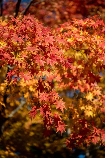 Пейзажный фон. Цветная осенняя листва в солнечный день — стоковое фото