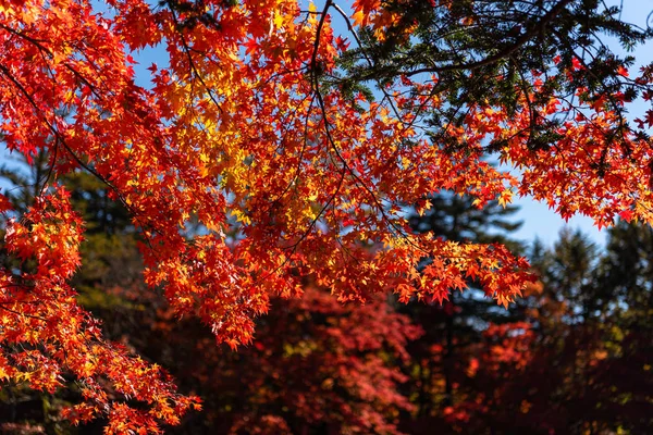Прекрасний осінній пейзажний фон. Барвисте осіннє листя в сонячний день — стокове фото