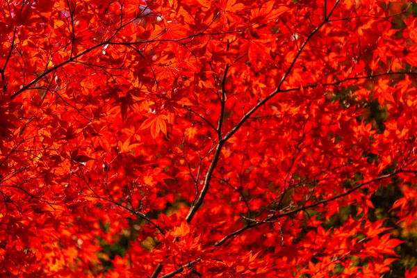 Güzel Sonbahar manzara arka plan. Güneşli bir günde renkli sonbahar yaprakları