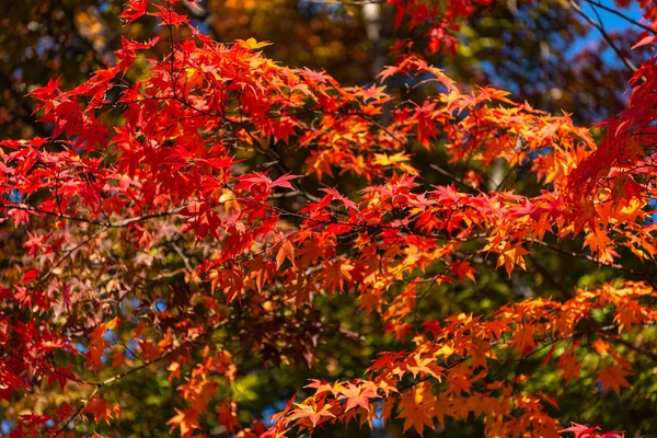 Güzel Sonbahar manzara arka plan. Güneşli bir günde renkli sonbahar yaprakları