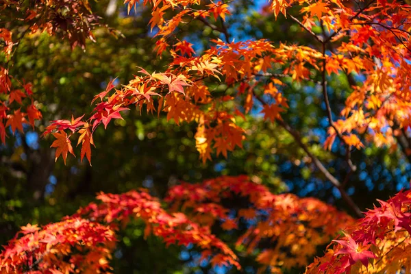 Güzel Sonbahar manzara arka plan. Güneşli bir günde renkli sonbahar yaprakları