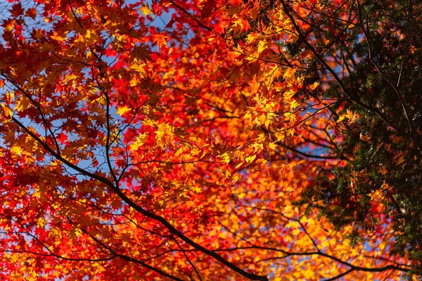 Beautiful Autumn landscape background. Colorful fall foliage in sunny day — Stock Photo, Image