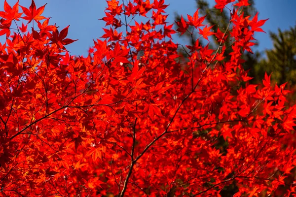 美丽的秋天风景背景。阳光明媚的五颜六色的秋天叶子 — 图库照片