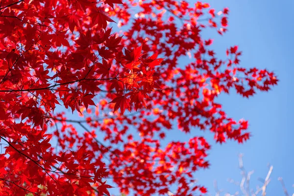 Güzel Sonbahar manzara arka plan. Güneşli bir günde renkli sonbahar yaprakları