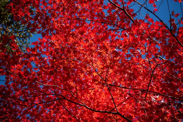 Güzel Sonbahar manzara arka plan. Güneşli bir günde renkli sonbahar yaprakları