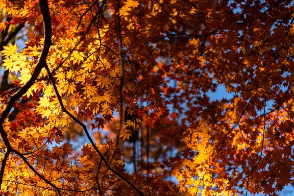 美しい秋の風景の背景。晴れた日のカラフルな紅葉 — ストック写真