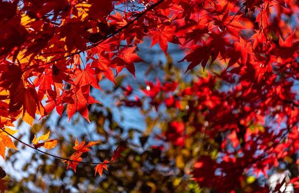 Крупним планом барвисте осіннє листя в сонячний день. красивий осінній пейзажний фон — стокове фото
