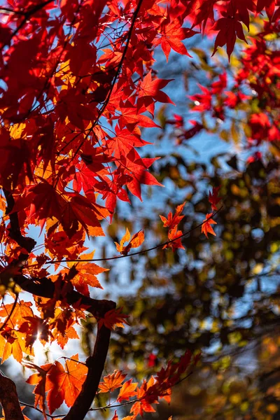 Close-up colorful fall foliage in sunny day. beautiful autumn landscape background — Stock Photo, Image