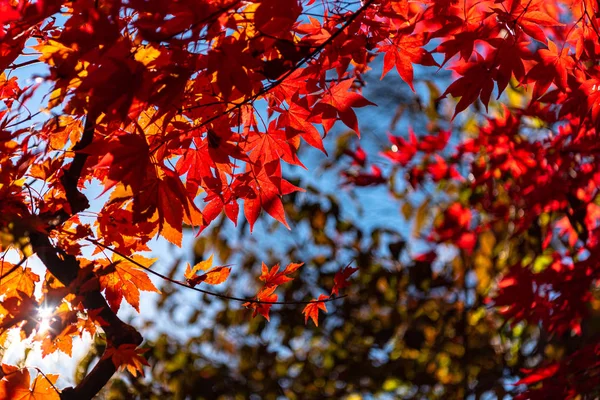 Primer plano colorido follaje de otoño en el día soleado. hermoso paisaje de otoño fondo — Foto de Stock