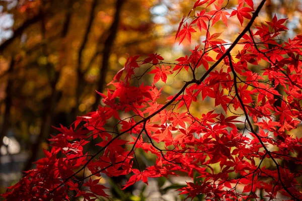 close-up colorful fall foliage in sunny day. beautiful autumn landscape background