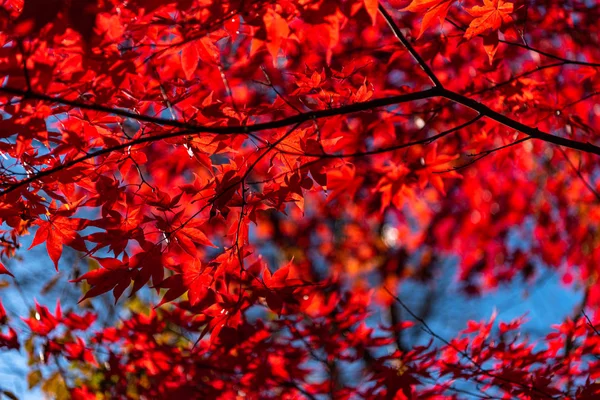 Close-up colorful fall foliage in sunny day. beautiful autumn landscape background — Stock Photo, Image