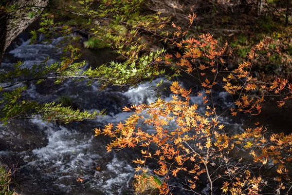 Hermoso paisaje de otoño de fondo. Colorido follaje de otoño en día soleado — Foto de Stock