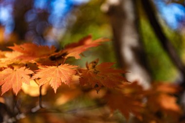 güneşli bir günde yakın çekim renkli sonbahar yaprakları. güzel sonbahar manzara arka plan
