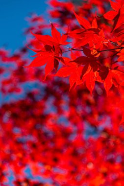 güneşli bir günde yakın çekim renkli sonbahar yaprakları. güzel sonbahar manzara arka plan
