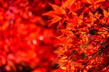 güneşli bir günde yakın çekim renkli sonbahar yaprakları. güzel sonbahar manzara arka plan