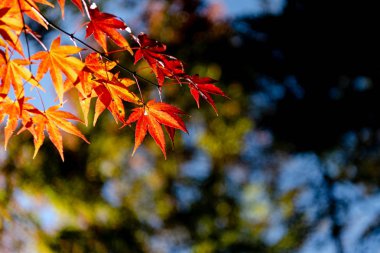 güneşli bir günde yakın çekim renkli sonbahar yaprakları. güzel sonbahar manzara arka plan