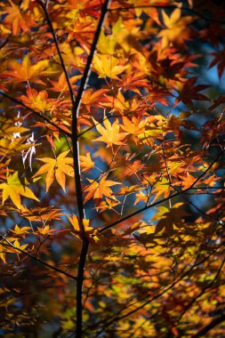 güneşli bir günde yakın çekim renkli sonbahar yaprakları. güzel sonbahar manzara arka plan