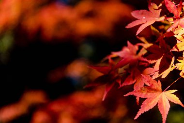 güneşli bir günde yakın çekim renkli sonbahar yaprakları. güzel sonbahar manzara arka plan