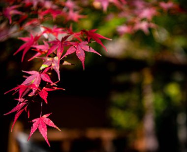 güneşli bir günde yakın çekim renkli sonbahar yaprakları. güzel sonbahar manzara arka plan