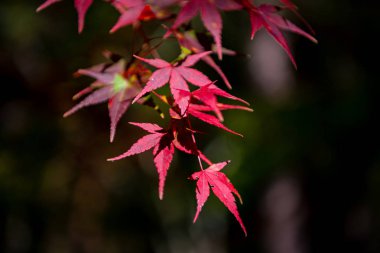 güneşli bir günde yakın çekim renkli sonbahar yaprakları. güzel sonbahar manzara arka plan