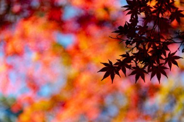 güneşli bir günde yakın çekim renkli sonbahar yaprakları. güzel sonbahar manzara arka plan
