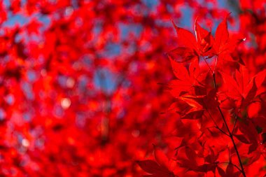 güneşli bir günde yakın çekim renkli sonbahar yaprakları. güzel sonbahar manzara arka plan