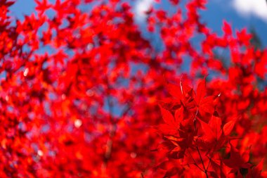 güneşli bir günde yakın çekim renkli sonbahar yaprakları. güzel sonbahar manzara arka plan