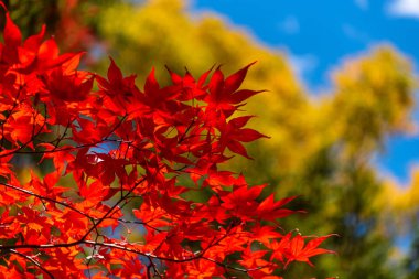 güneşli bir günde yakın çekim renkli sonbahar yaprakları. güzel sonbahar manzara arka plan