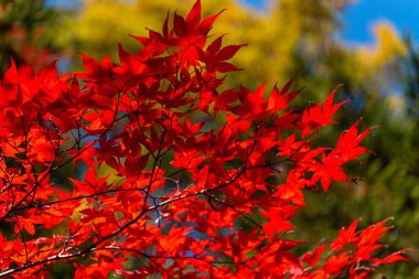 güneşli bir günde yakın çekim renkli sonbahar yaprakları. güzel sonbahar manzara arka plan