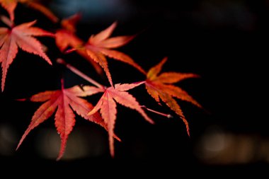 güneşli bir günde yakın çekim renkli sonbahar yaprakları. güzel sonbahar manzara arka plan