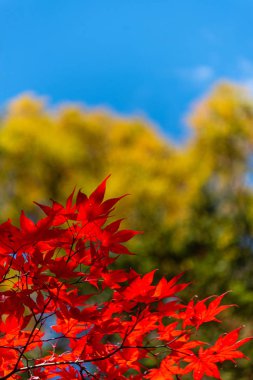 güneşli bir günde yakın çekim renkli sonbahar yaprakları. güzel sonbahar manzara arka plan