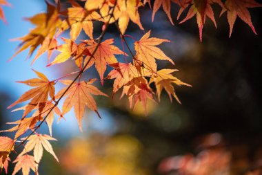 güneşli bir günde yakın çekim renkli sonbahar yaprakları. güzel sonbahar manzara arka plan