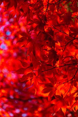 güneşli bir günde yakın çekim renkli sonbahar yaprakları. güzel sonbahar manzara arka plan