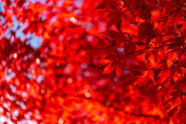 güneşli bir günde yakın çekim renkli sonbahar yaprakları. güzel sonbahar manzara arka plan