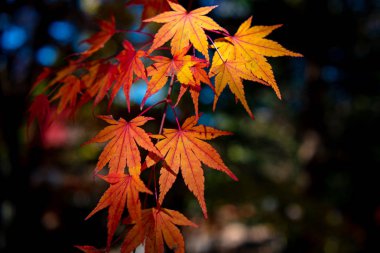 güneşli bir günde yakın çekim renkli sonbahar yaprakları. güzel sonbahar manzara arka plan