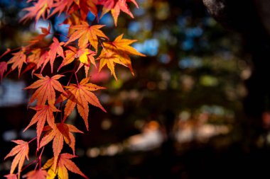 güneşli bir günde yakın çekim renkli sonbahar yaprakları. güzel sonbahar manzara arka plan