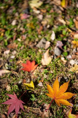Renkli çeşitli Sonbahar yere yaprakları düştü. arazi kurutulmuş yaprak örtüsü yüzeyi. yakın çekim, yukarıdan üst görünüm, çok renkli güzel mevsimsel konsept arka planlar