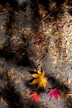 Renkli çeşitli Sonbahar yere yaprakları düştü. arazi kurutulmuş yaprak örtüsü yüzeyi. yakın çekim, yukarıdan üst görünüm, çok renkli güzel mevsimsel konsept arka planlar