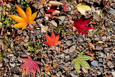 Renkli çeşitli Sonbahar yere yaprakları düştü. arazi kurutulmuş yaprak örtüsü yüzeyi. yakın çekim, yukarıdan üst görünüm, çok renkli güzel mevsimsel konsept arka planlar