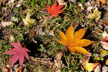 Renkli çeşitli Sonbahar yere yaprakları düştü. arazi kurutulmuş yaprak örtüsü yüzeyi. yakın çekim, yukarıdan üst görünüm, çok renkli güzel mevsimsel konsept arka planlar